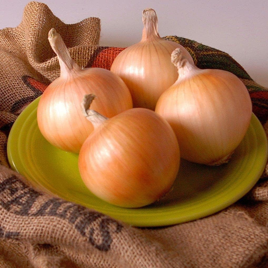 Texas Early Onion Seeds up to 50%