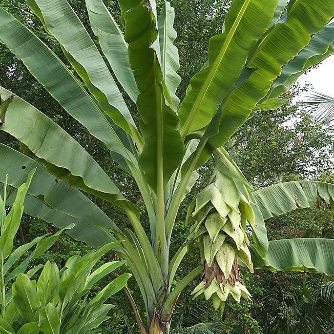 Plant