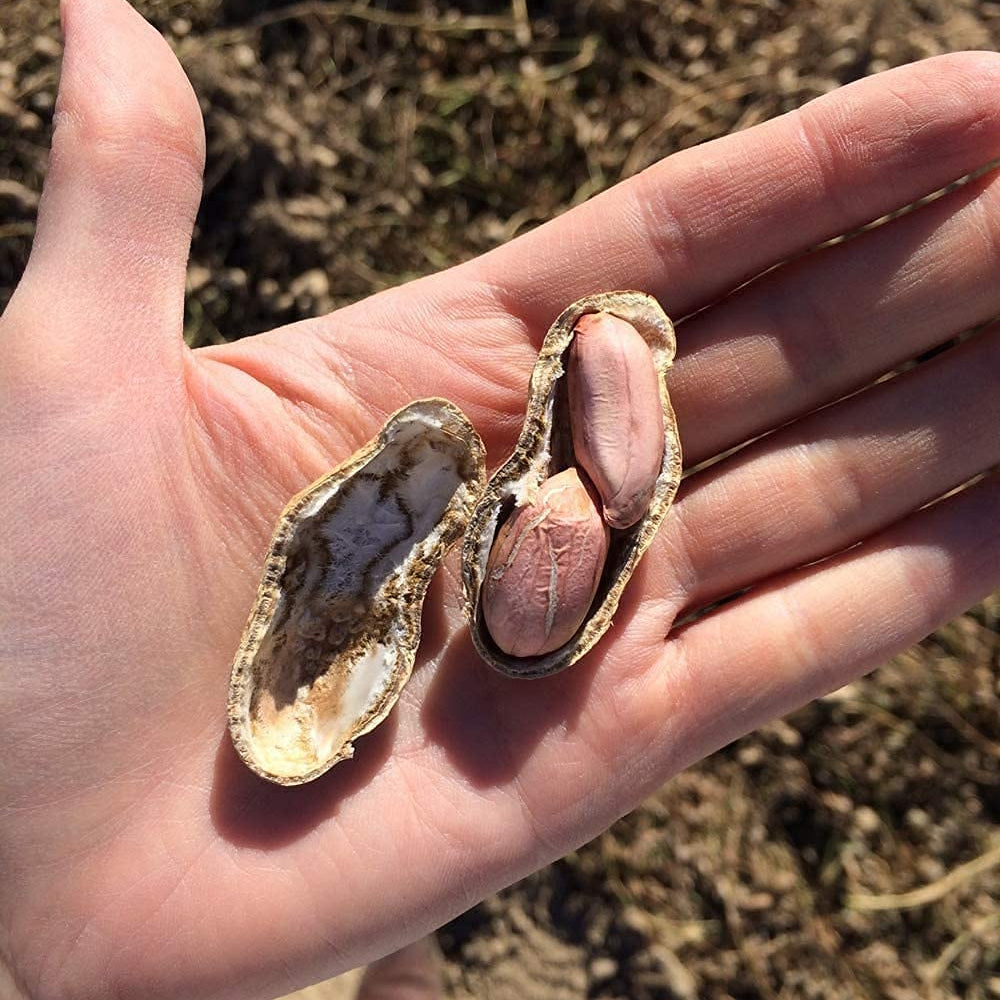 Giant Peanut Seeds up to 50%