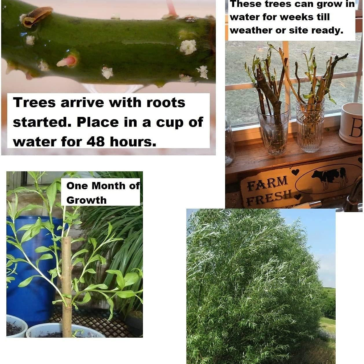 Hybrid Willow Trees seeds up to 50%