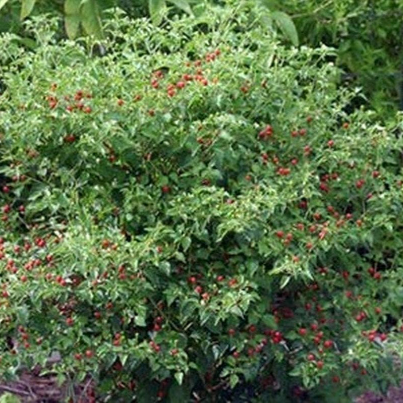 Chile Pequin Pepper Seeds up to 50%