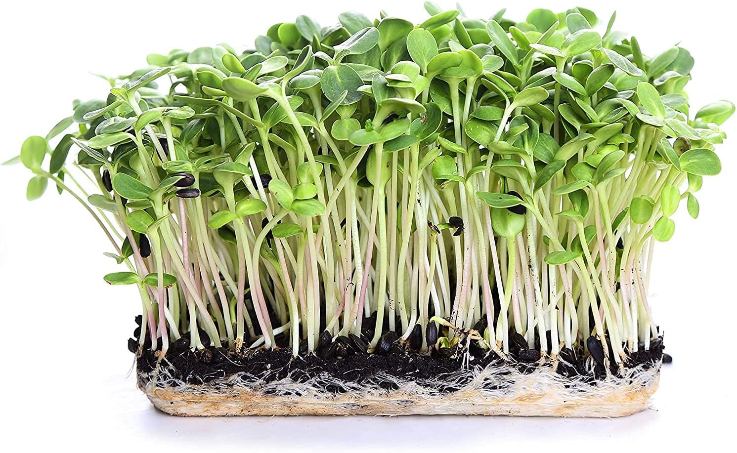Black Oil Sunflower Seeds up to 50%