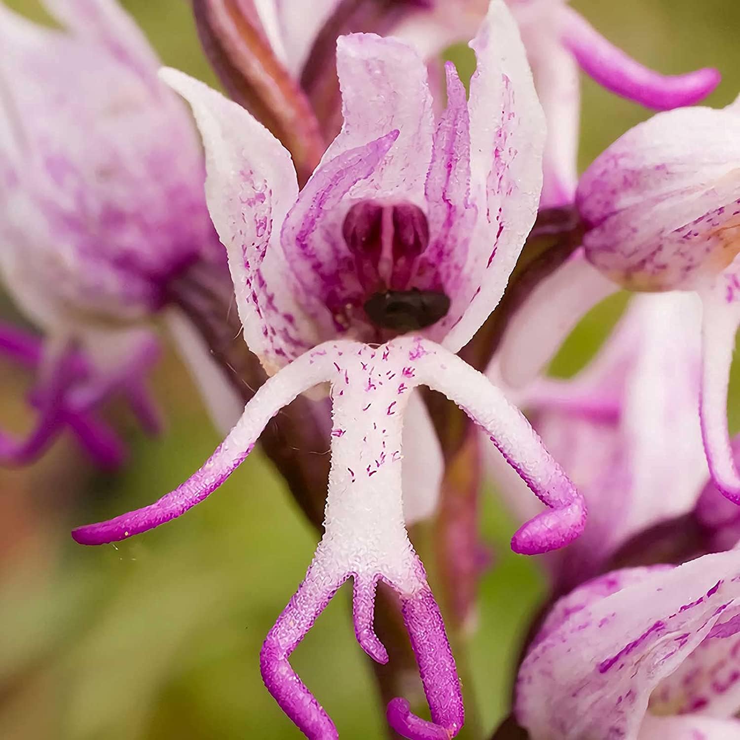 Monkey Orchid Flower Seeds up to 50%