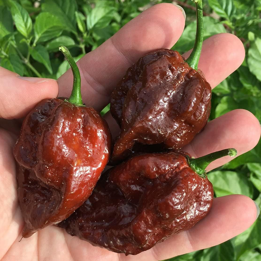 Kraken Scorpion Pepper Seeds – up to 50%