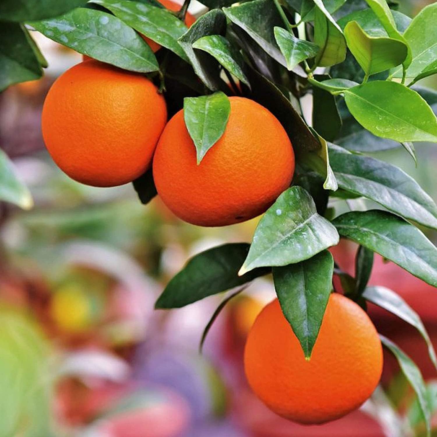 Bonsai Orange Tree Seeds up to 50%