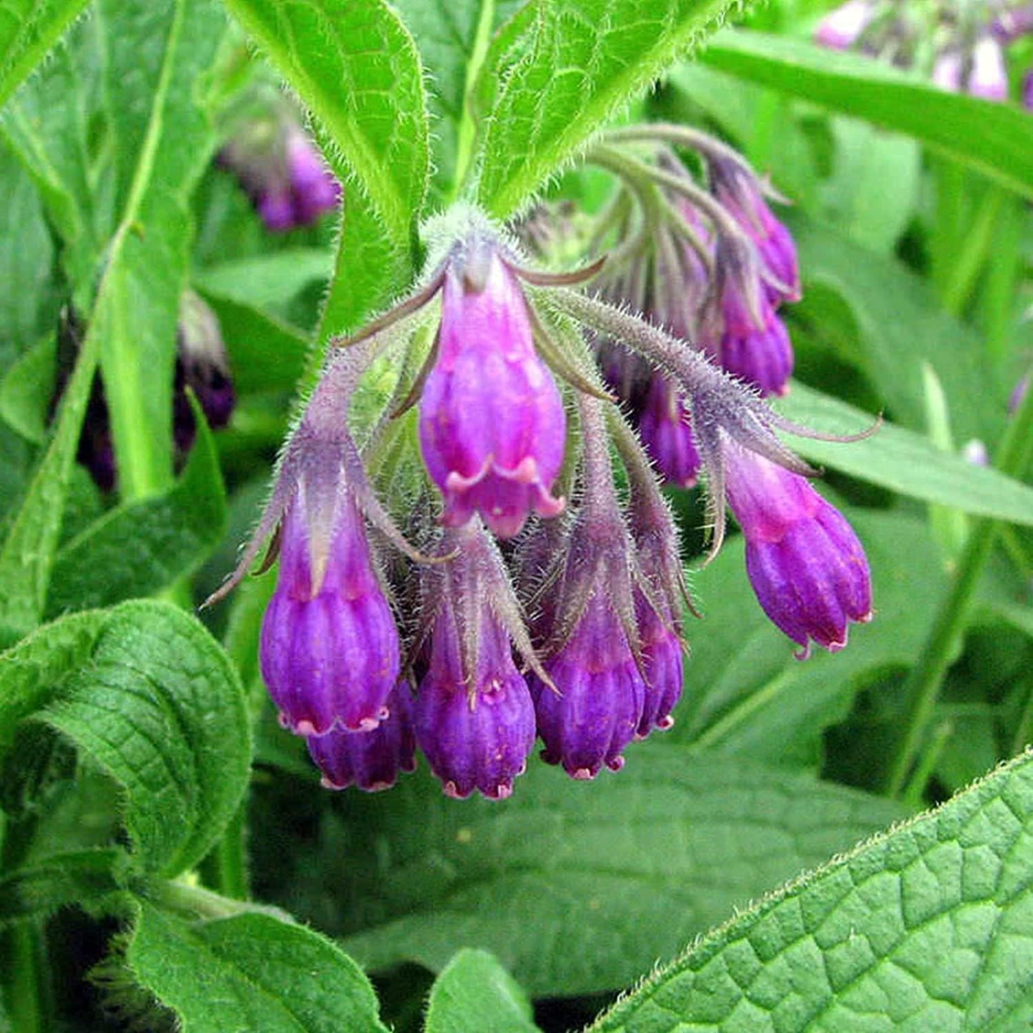 Symphytum Officinale (Comfrey) Seeds ¨C Non-GMO Perennial Herb ¨C up to 50%