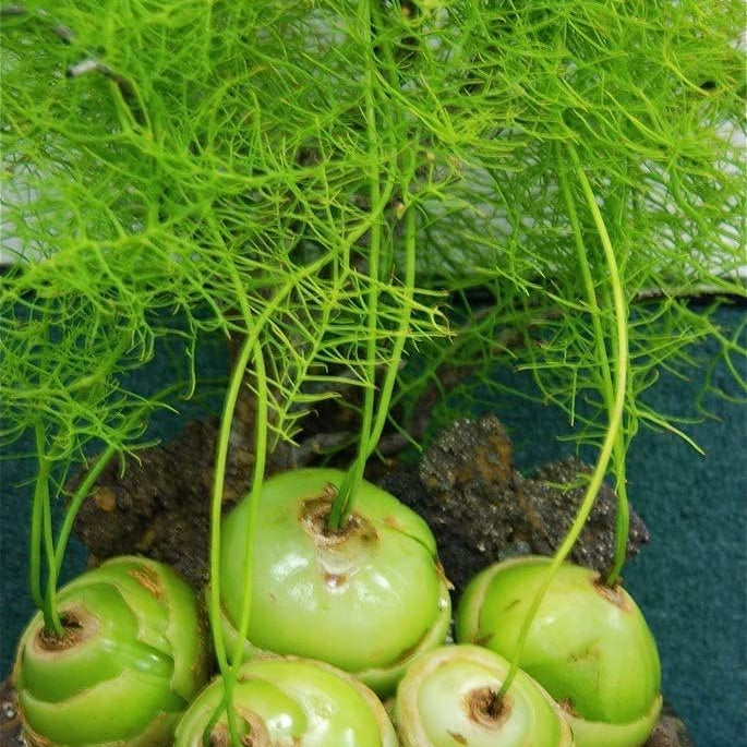 Climbing Onion Plant Seeds up to 50%