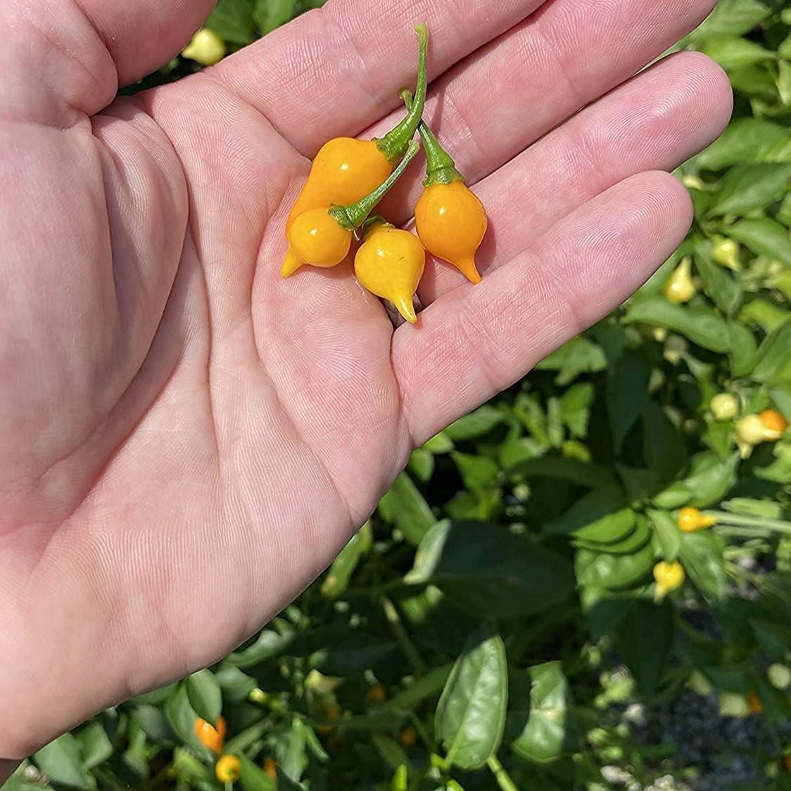 Yellow Biquinho Pepper Seeds up to 50%