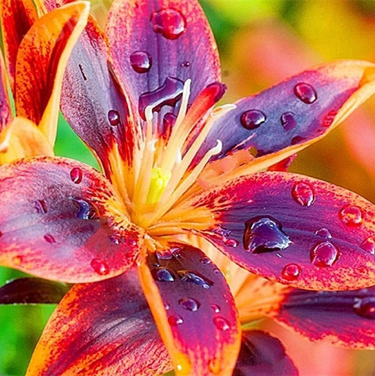 Forever Susan Asiatic Lily Seeds ¨C Orange & Plum Perennial Blooms ¨C up to 50%