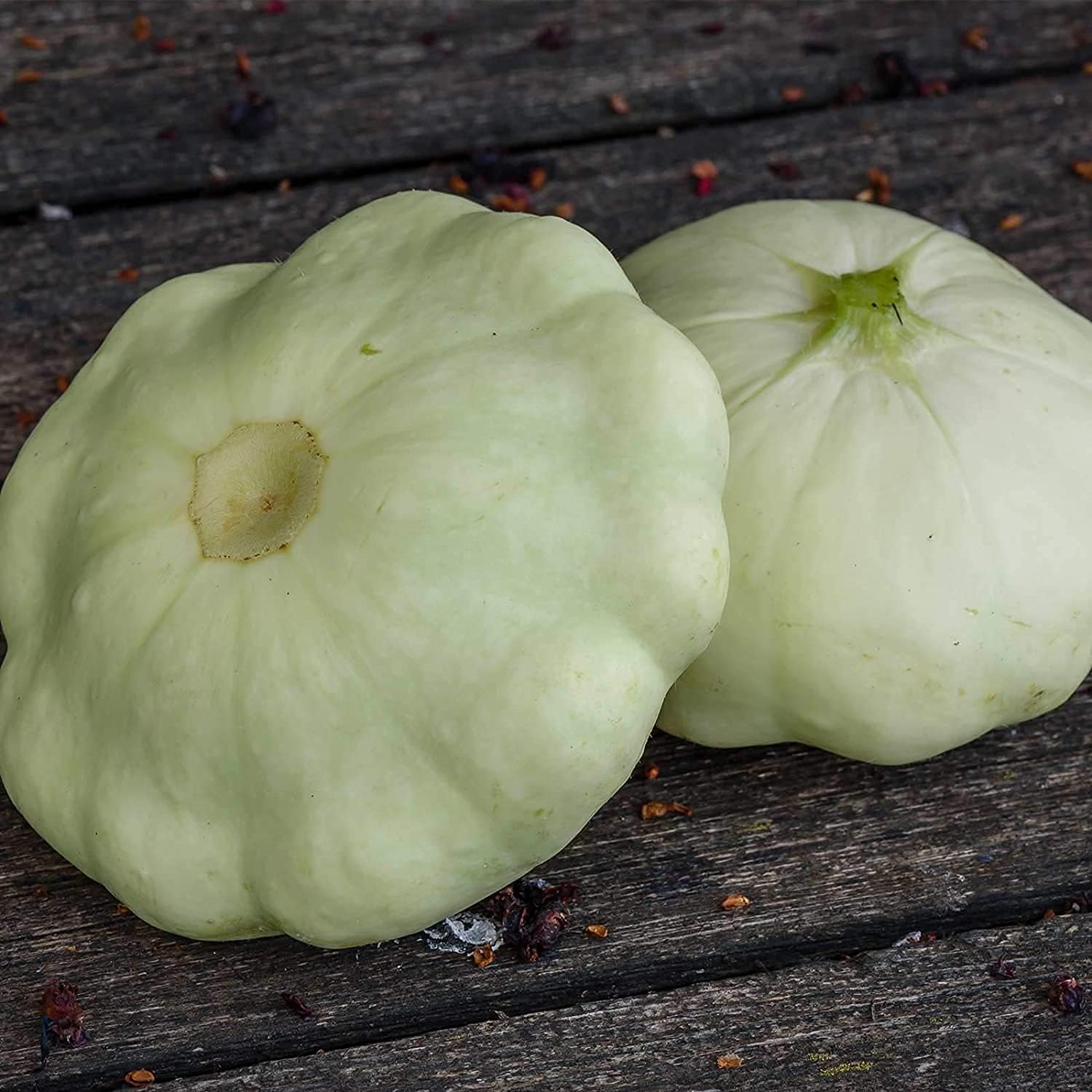 White Scallop Squash Seeds up to 50%