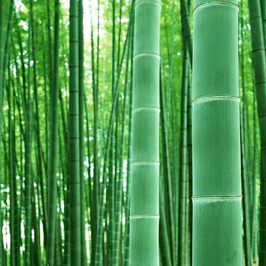 Giant Bamboo Seeds
