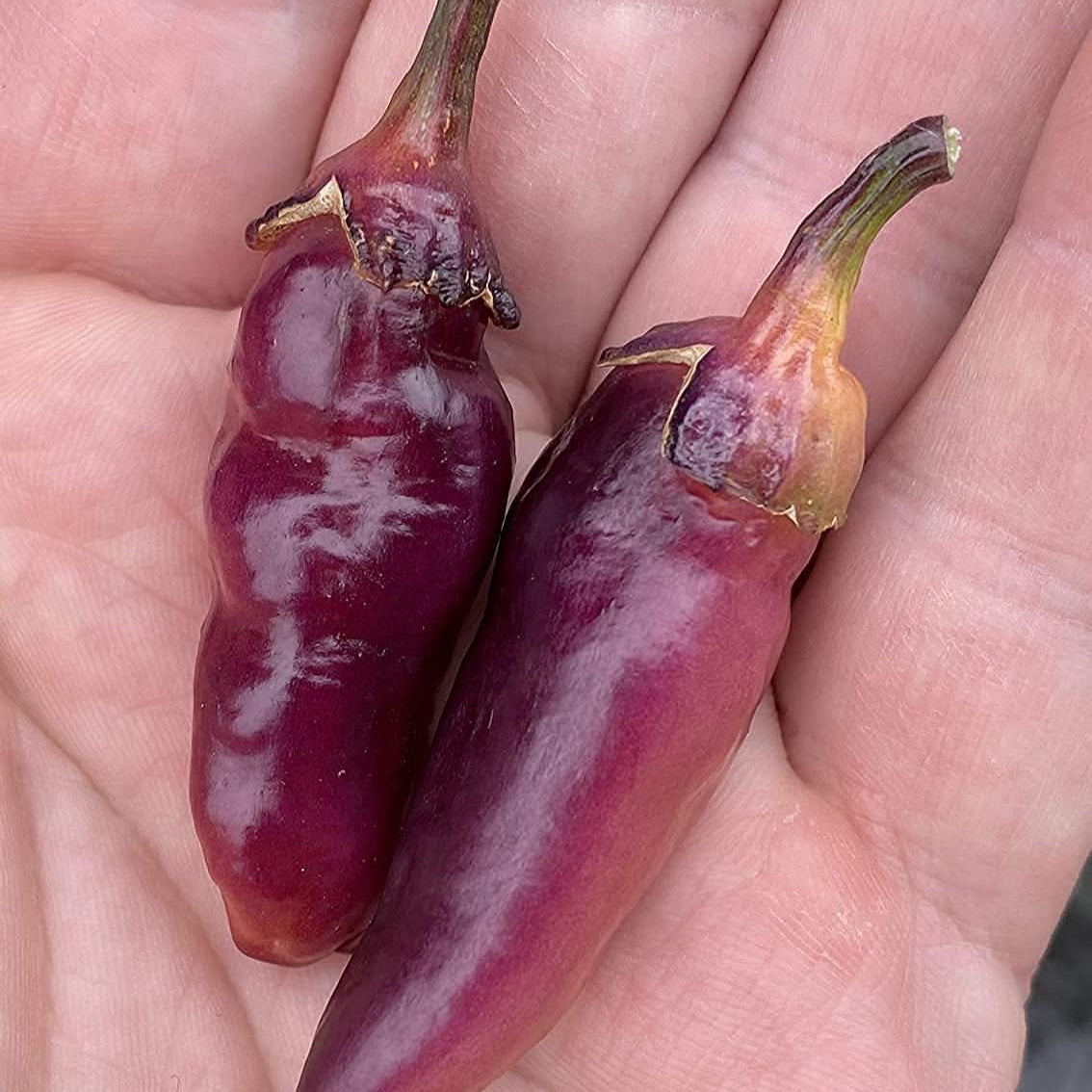 Pink Bubblegum Pepper Seeds up to 50%
