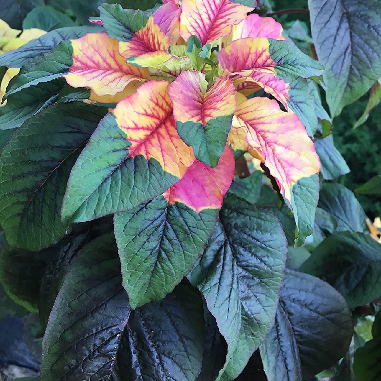Joseph's Coat Amaranthus Tricolor Seeds – up to 50%