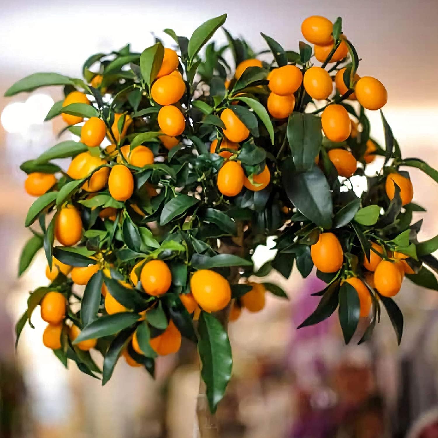 Bonsai Orange Tree Seeds up to 50%