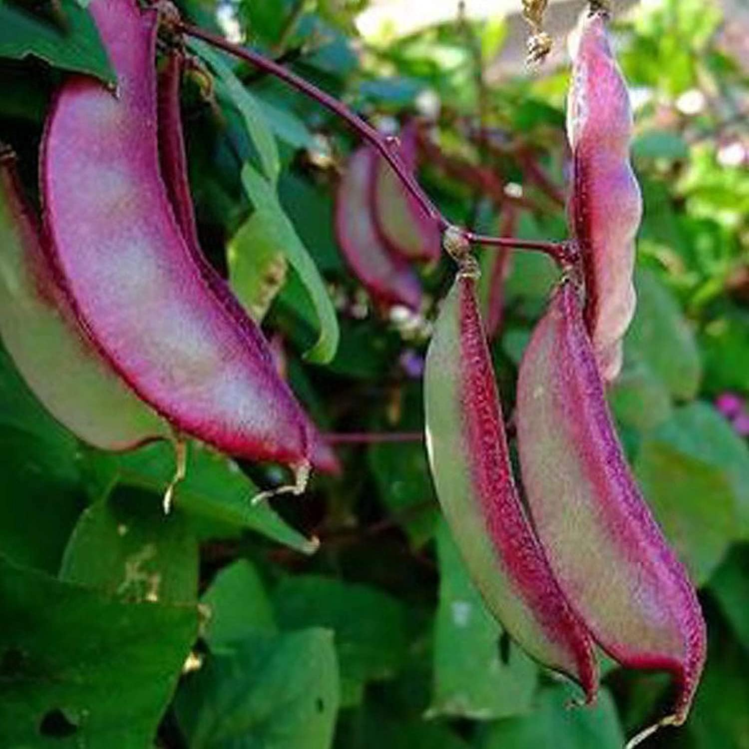 Purple Hyacinth Bean Seeds up to 50%