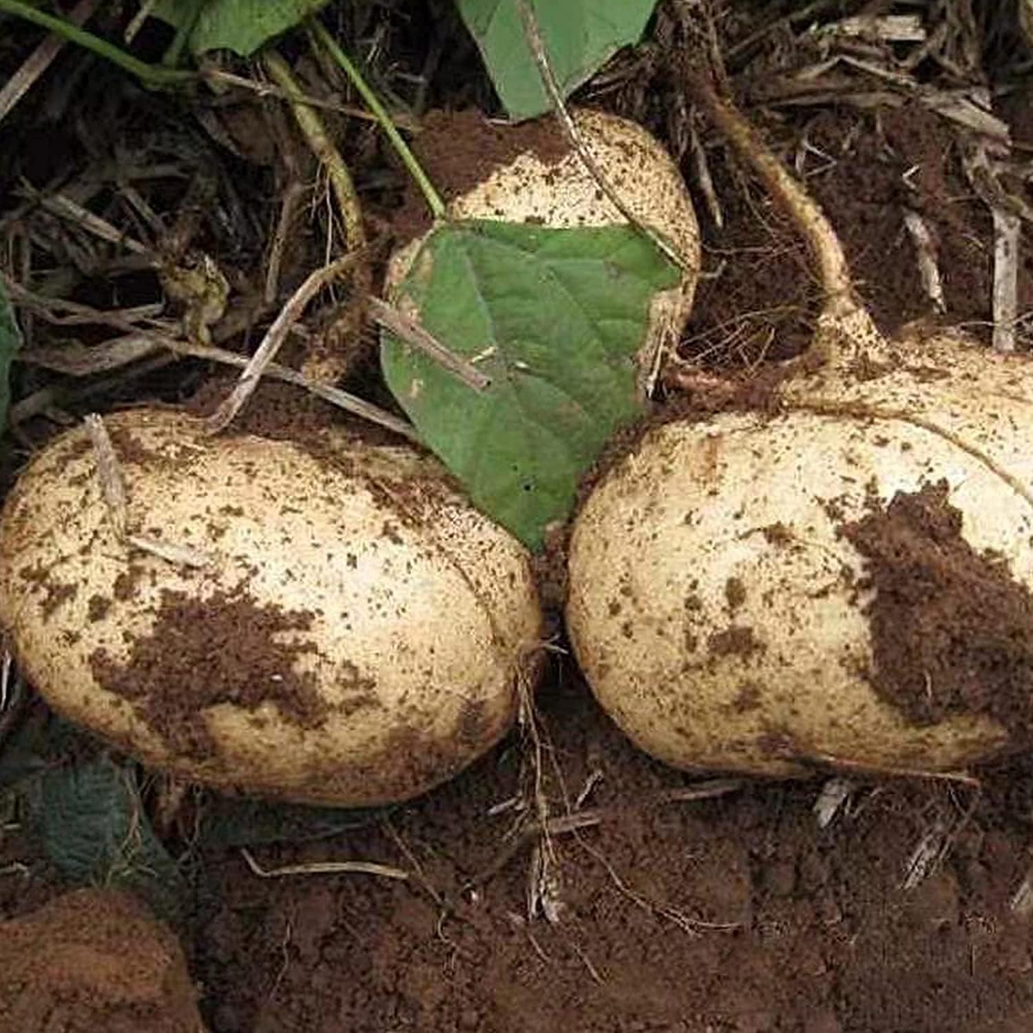 Jicama Yam Bean Seeds up to 50%