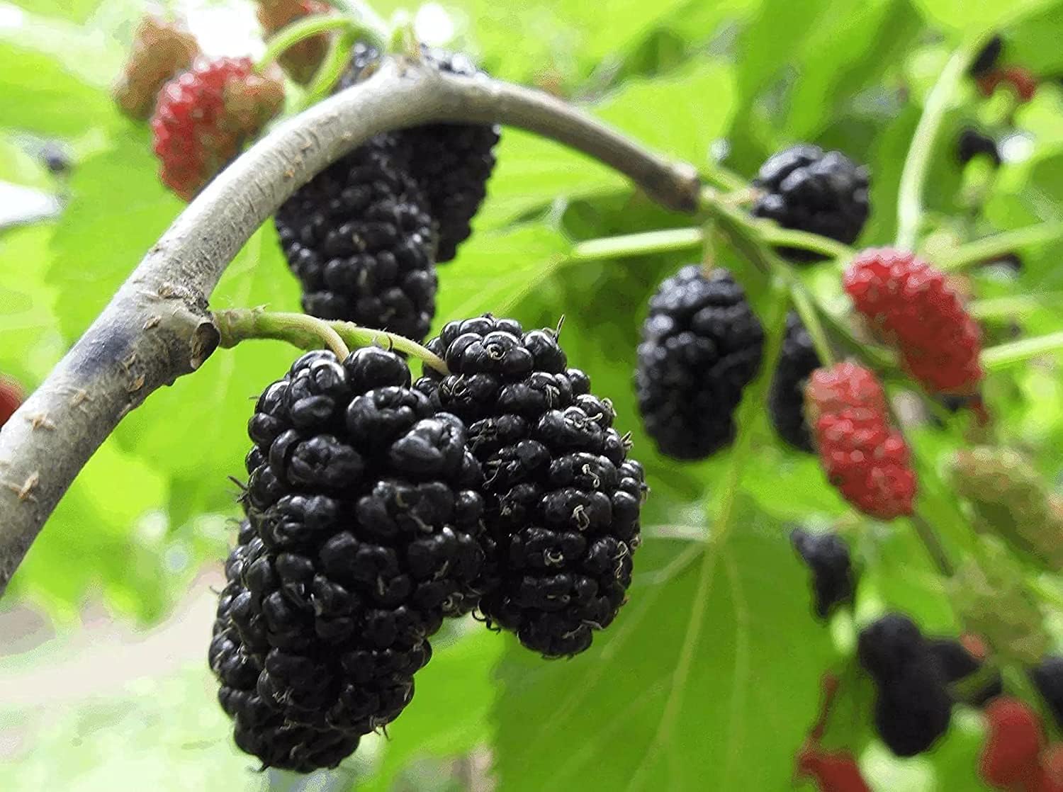 Mulberry Tree Seeds up to 50%