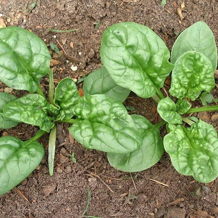 Heirloom Spinach Seeds – up to 50%