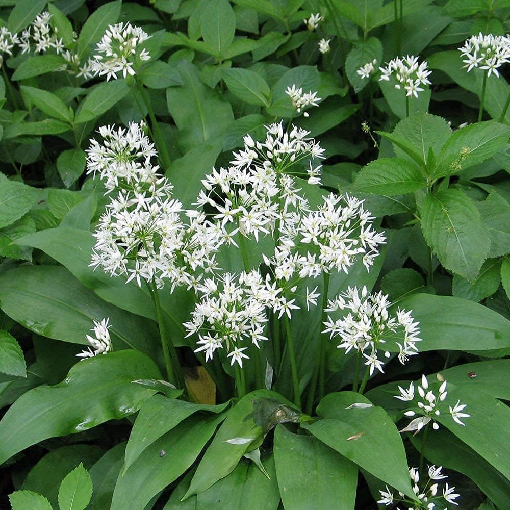 Allium Ursinum Seeds – Wild Garlic (Bear’s Garlic) | up to 50%