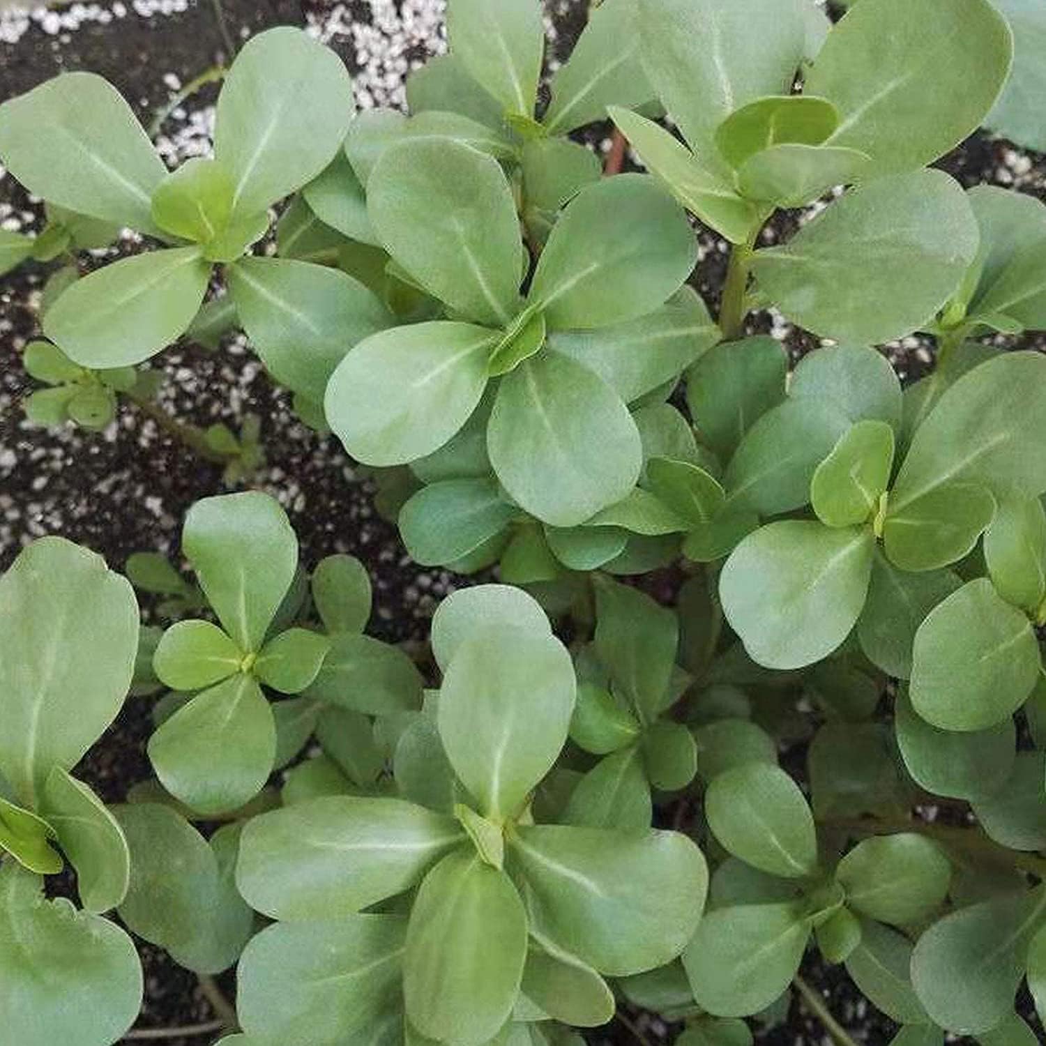 Green Purslane Seeds up to 50%