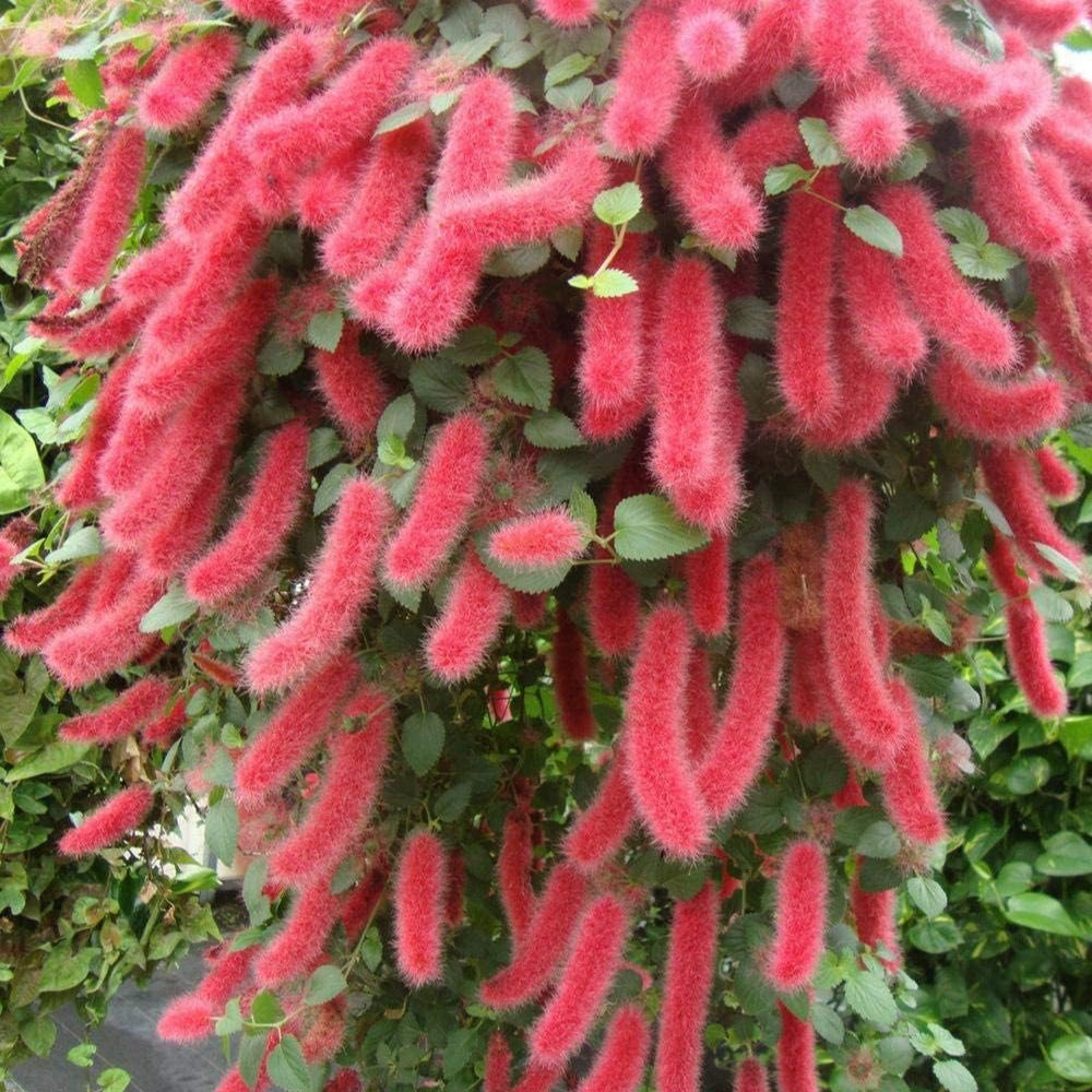 Chenille Plant Seeds up to 50%