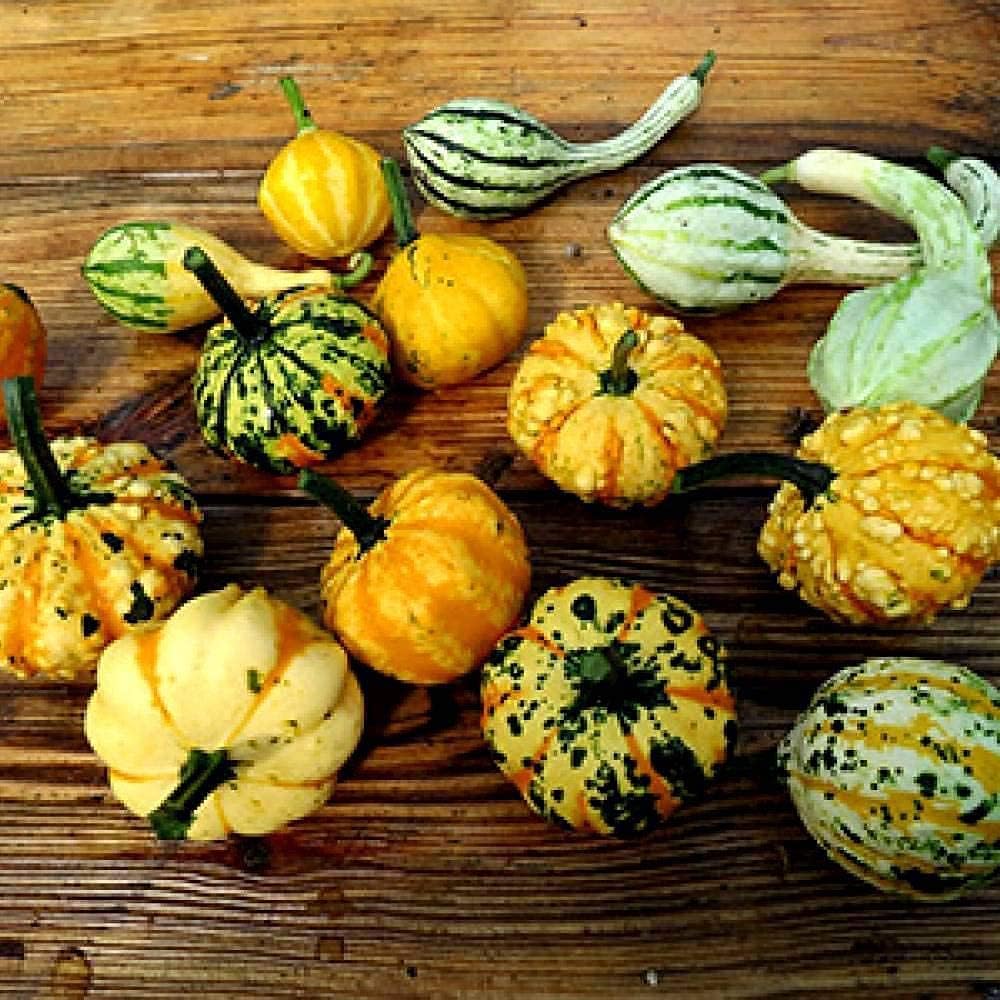 Decorative Pumpkin Mix Seeds up to 50%