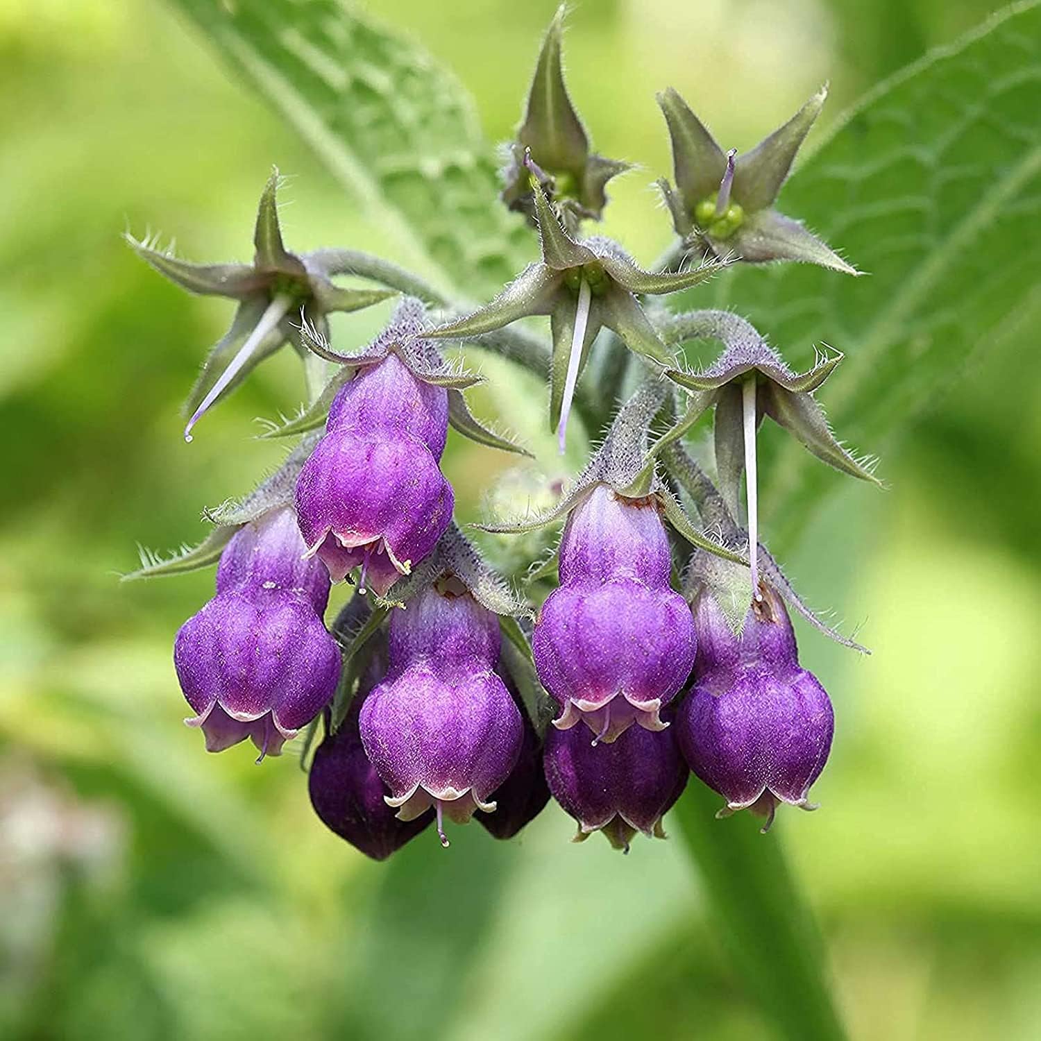 Symphytum Officinale (Comfrey) Seeds ¨C Non-GMO Perennial Herb ¨C up to 50%