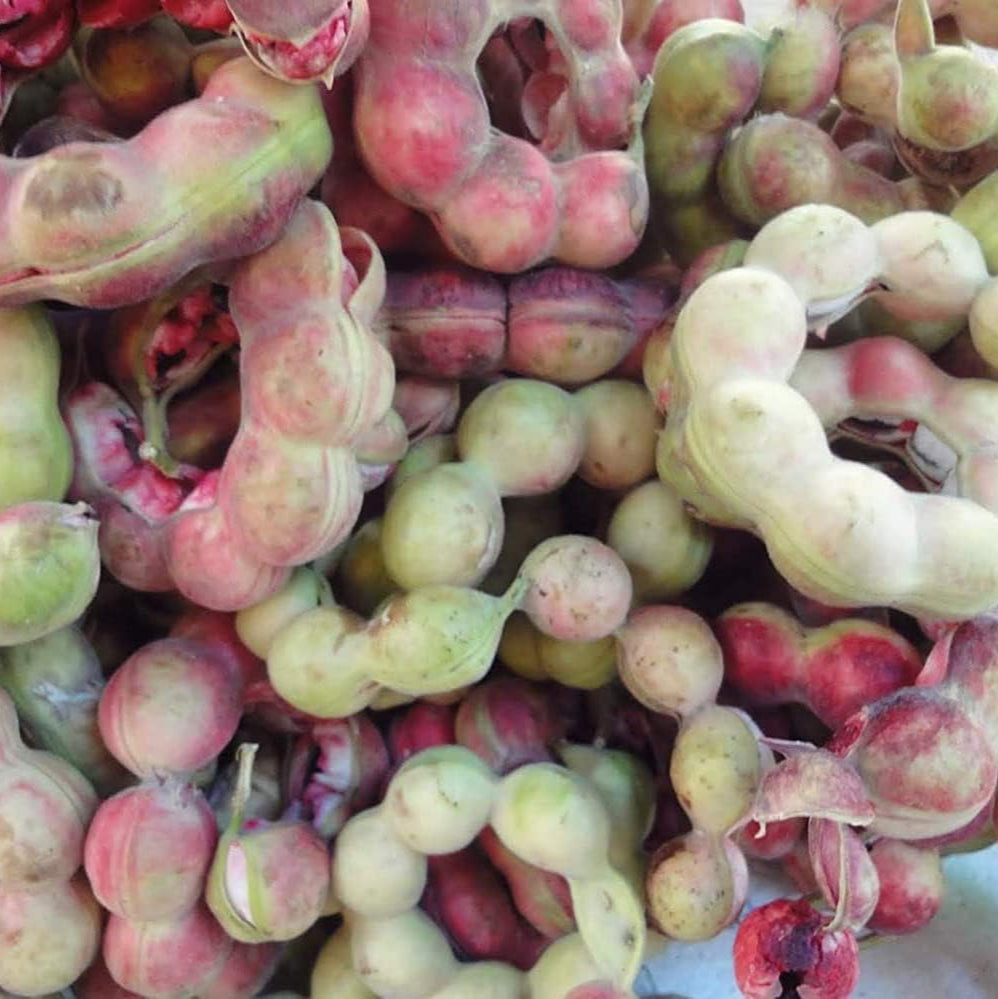 Madras Thorn Tree Seeds up to 50%
