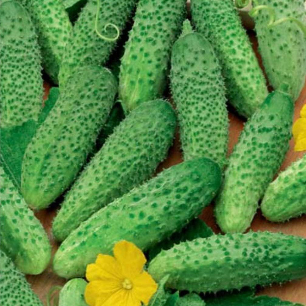 Titus Cucumber Seeds up to 50%