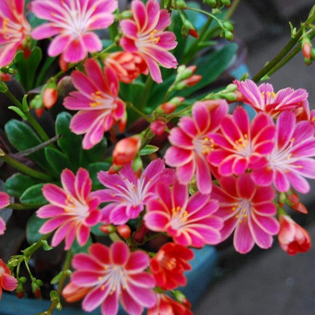 Lewisia Cotyledon Flower Seeds up to 50%