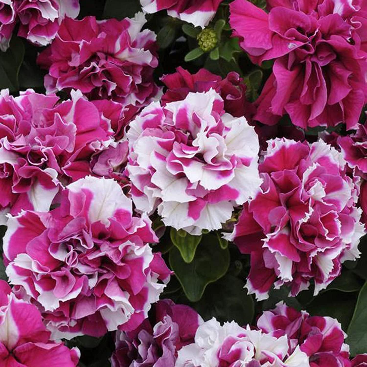 Verbena Officinalis Flower Seeds up to 50% VER14