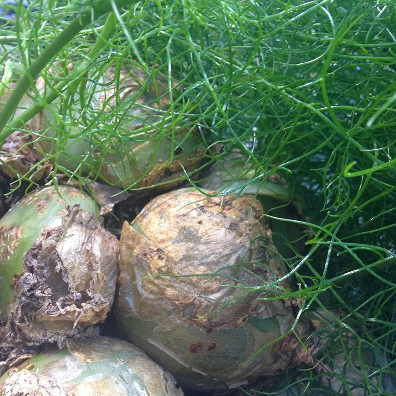 Climbing Onion Plant Seeds up to 50%
