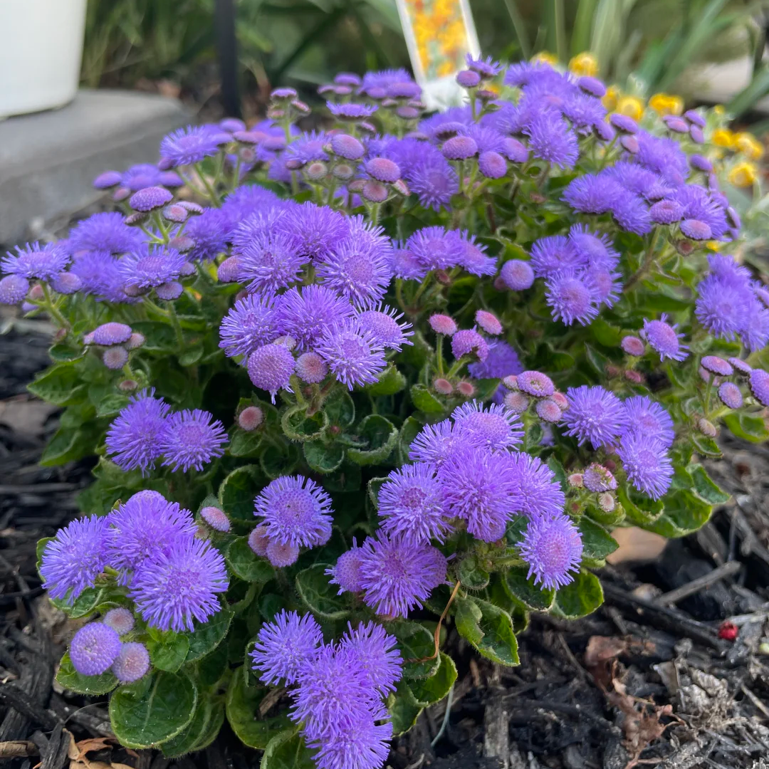 Ageratum Houstonianum Mill. Seeds - Blue Larger Packet High Germination 1000-50000 Onsaleseeds