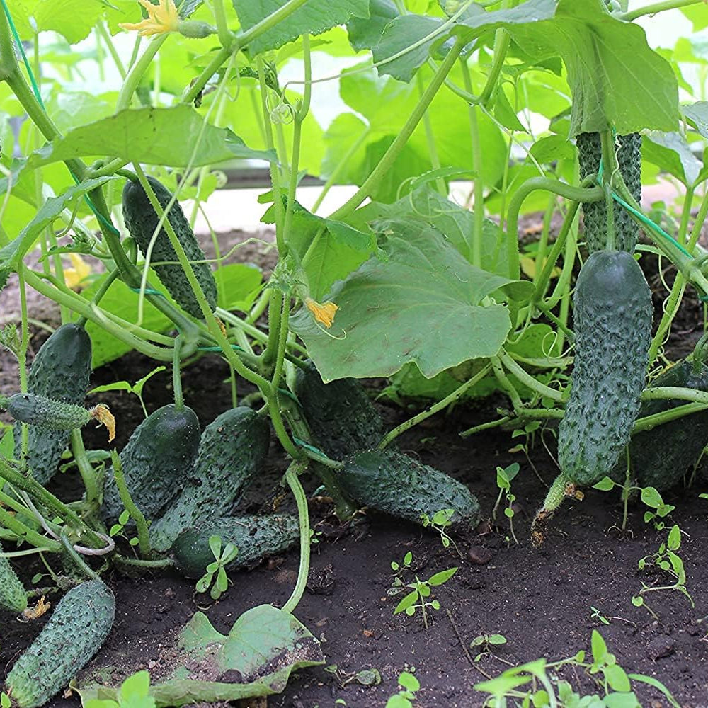 Titus Cucumber Seeds up to 50%
