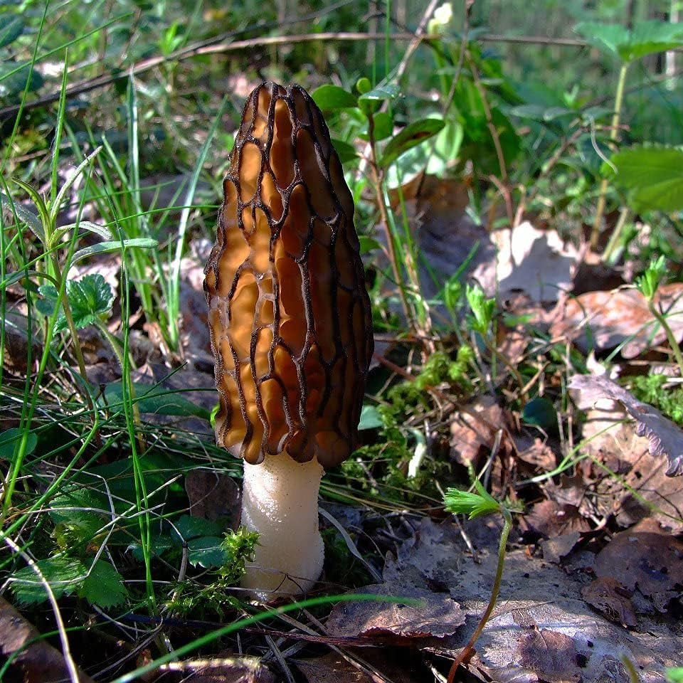Black Morel Mushroom Seeds – Non-GMO Mycelium Spores for Planting – up to 50%