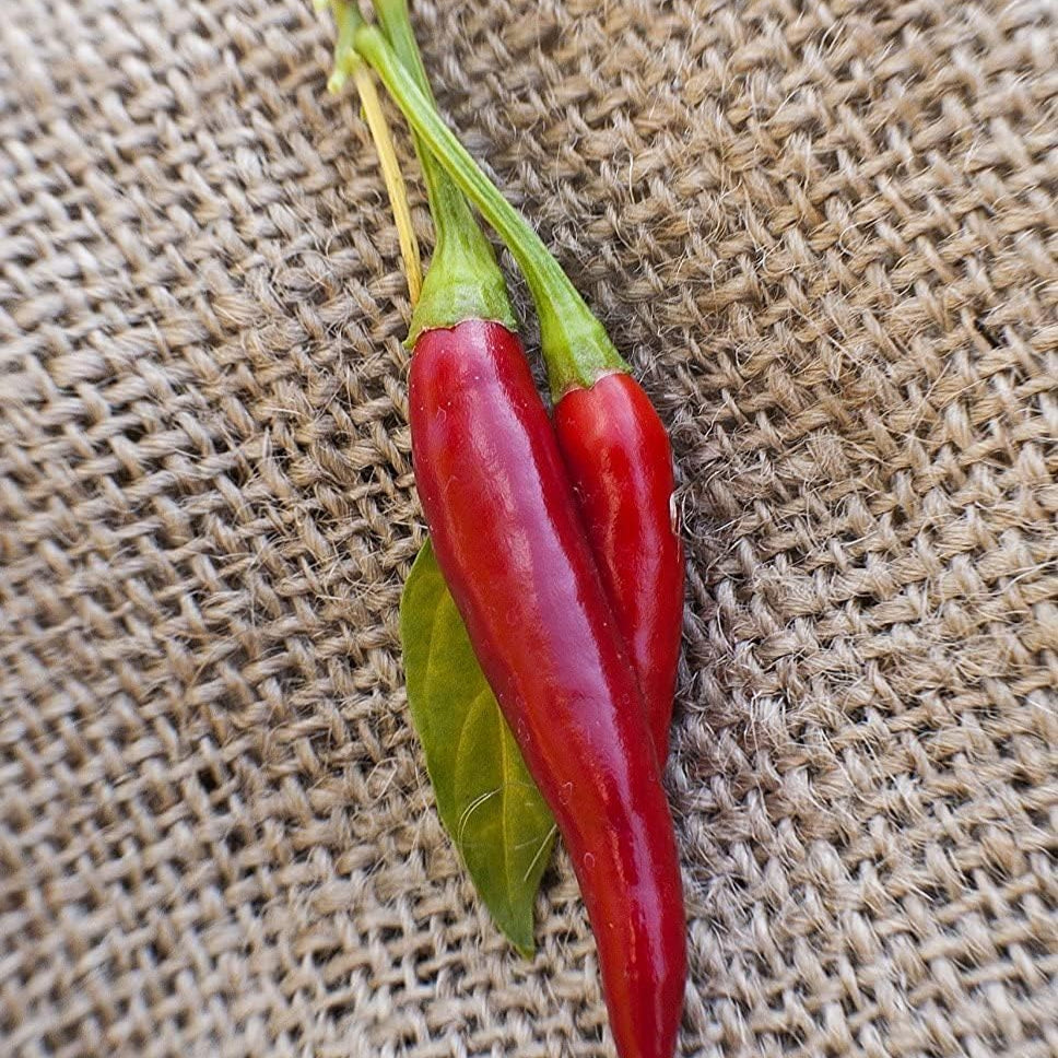 Thai Dragon Heirloom Chili Pepper Seeds– up to 50%