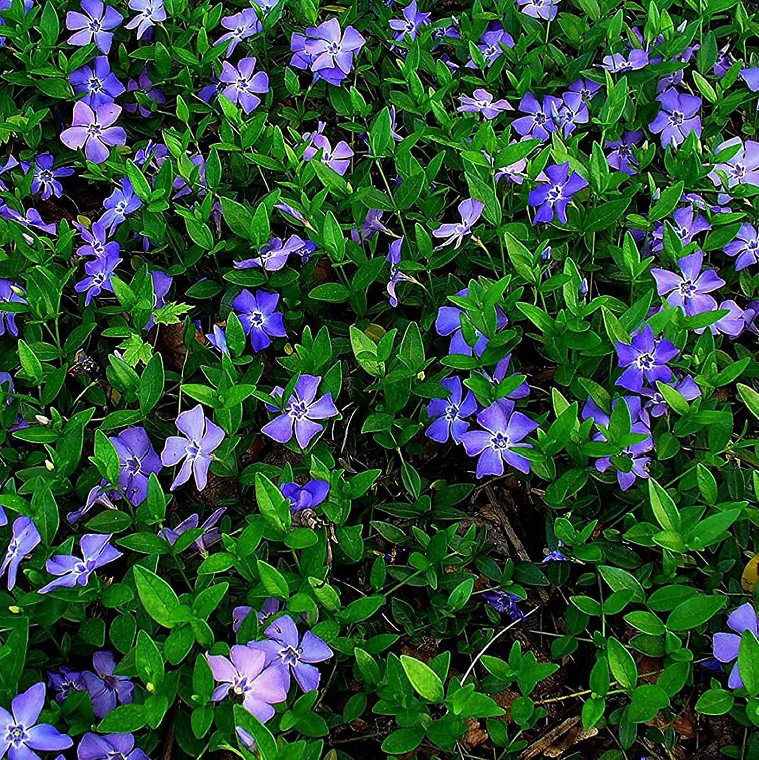 Vinca