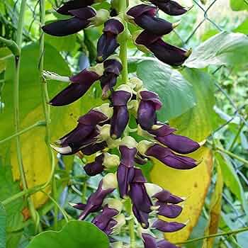 Velvet Bean Vegetable Seeds up to 50%