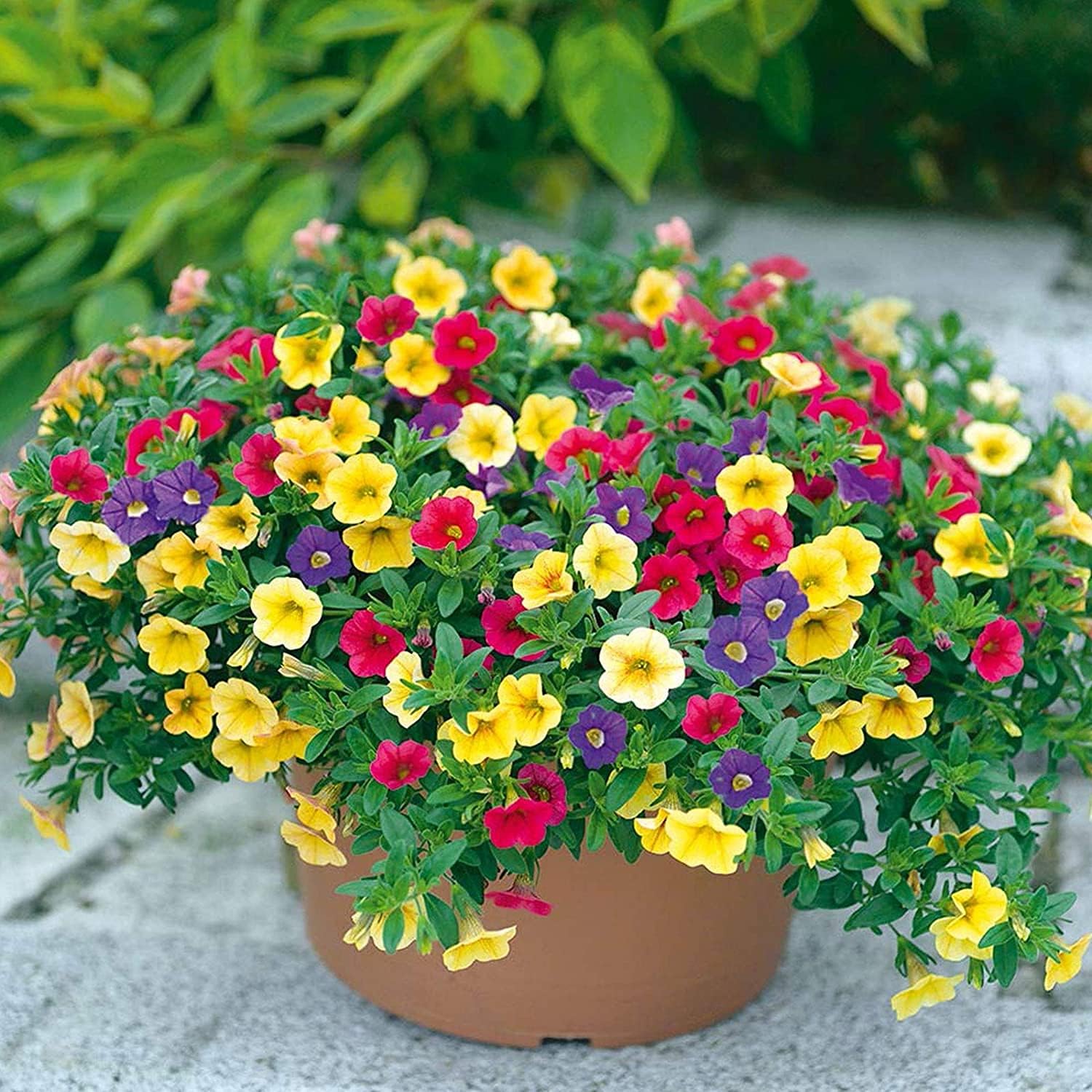 Mixed Petunia Flower Seeds up to 50%