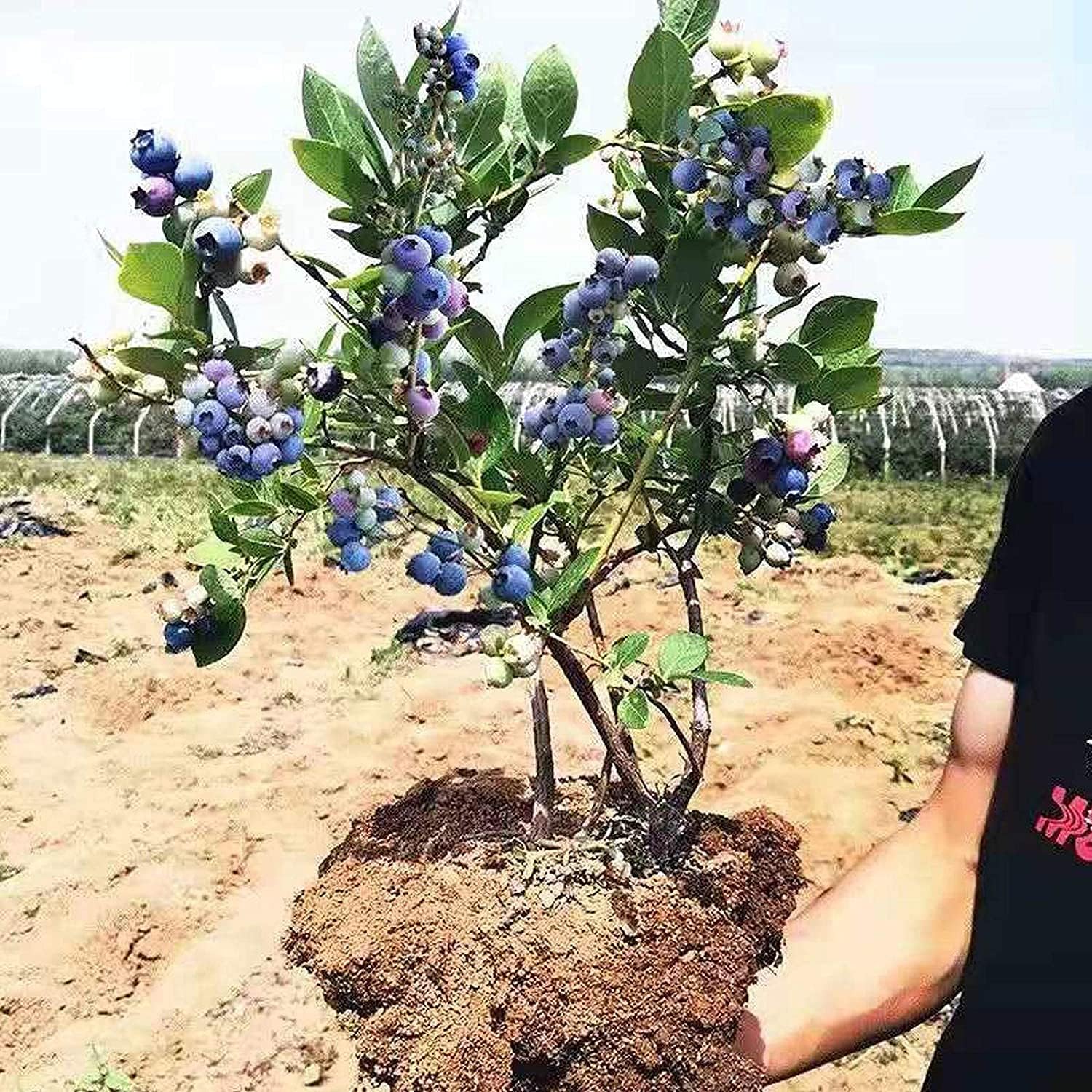 Blueberry Plant Seeds up to 50%