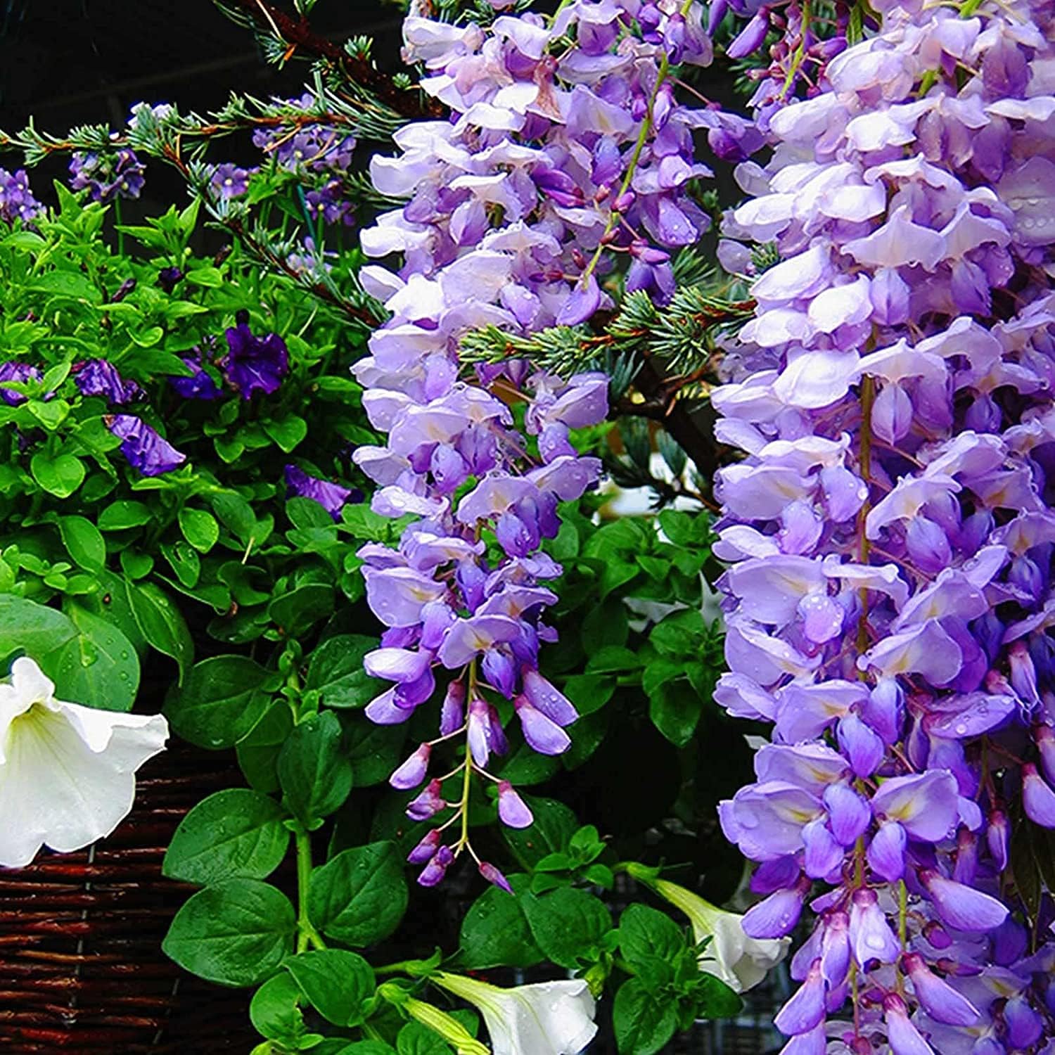 Blue Moon Wisteria Seeds up to 50%