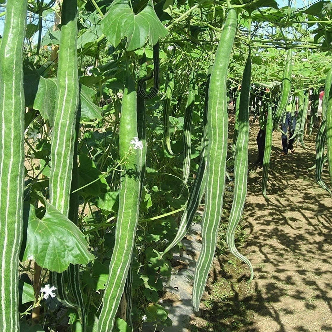 Snake Serpent Gourd Seeds up to 50%