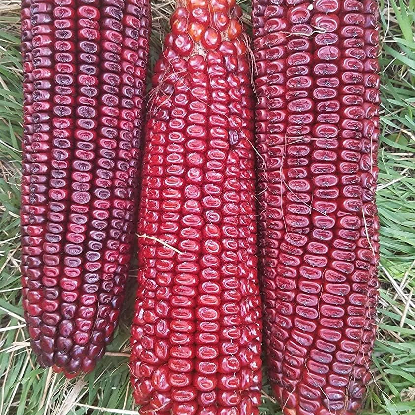 Bloody Butcher Corn Seeds – Heirloom Red Dent Corn for Edible & Ornamental Use – up to 50%