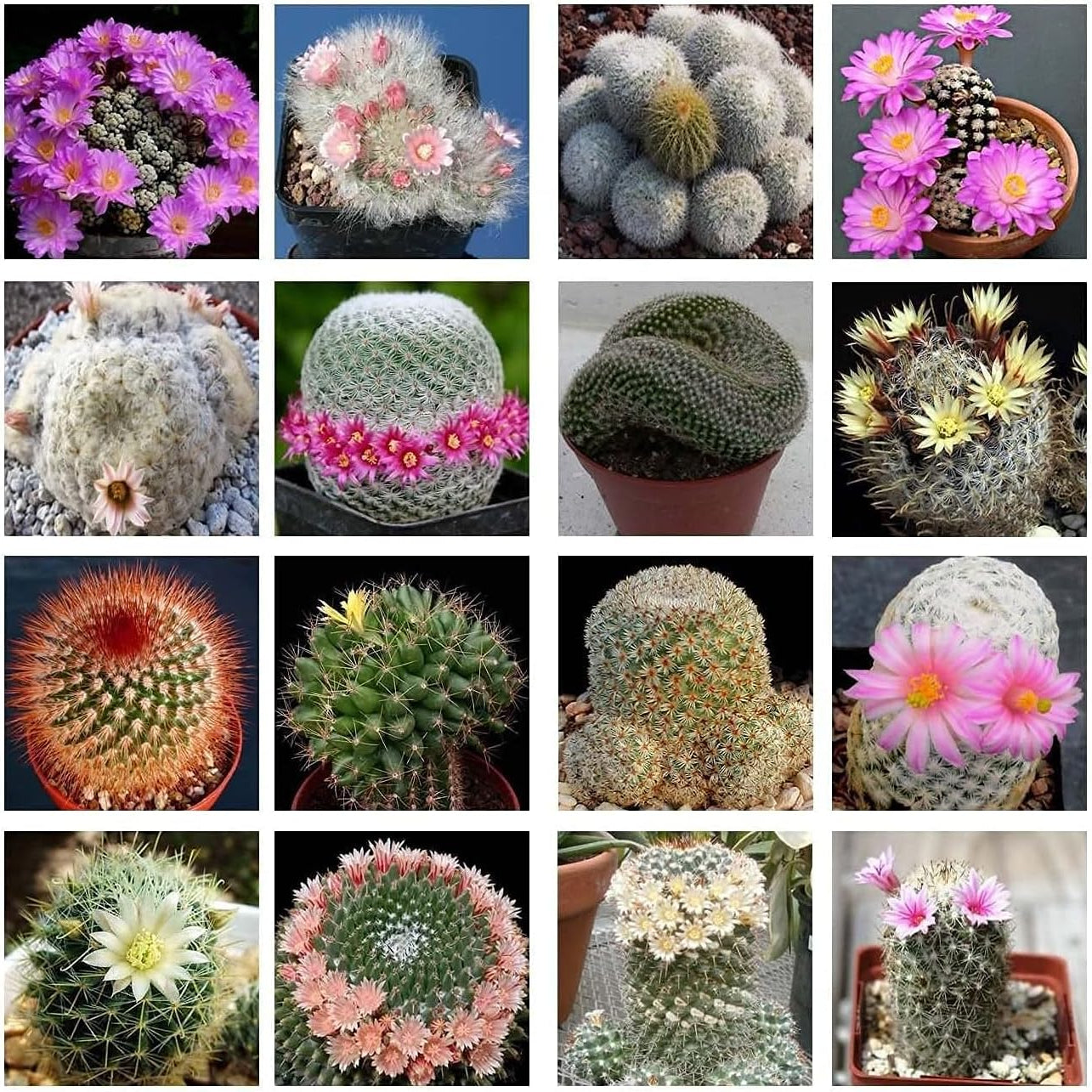 Mammillaria Mix seeds up to 50%