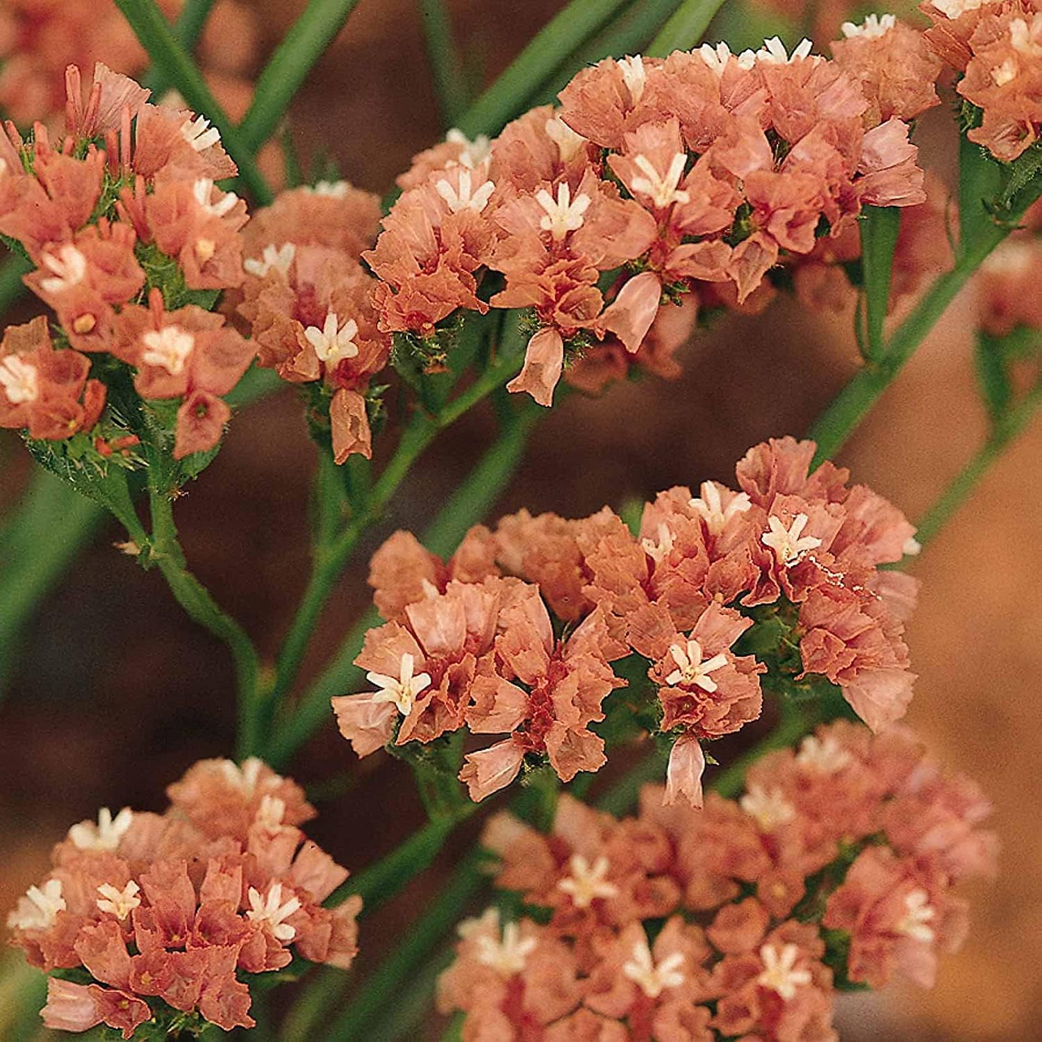 Statice Flower Seeds ¨C Apricot Blooms | up to 50%