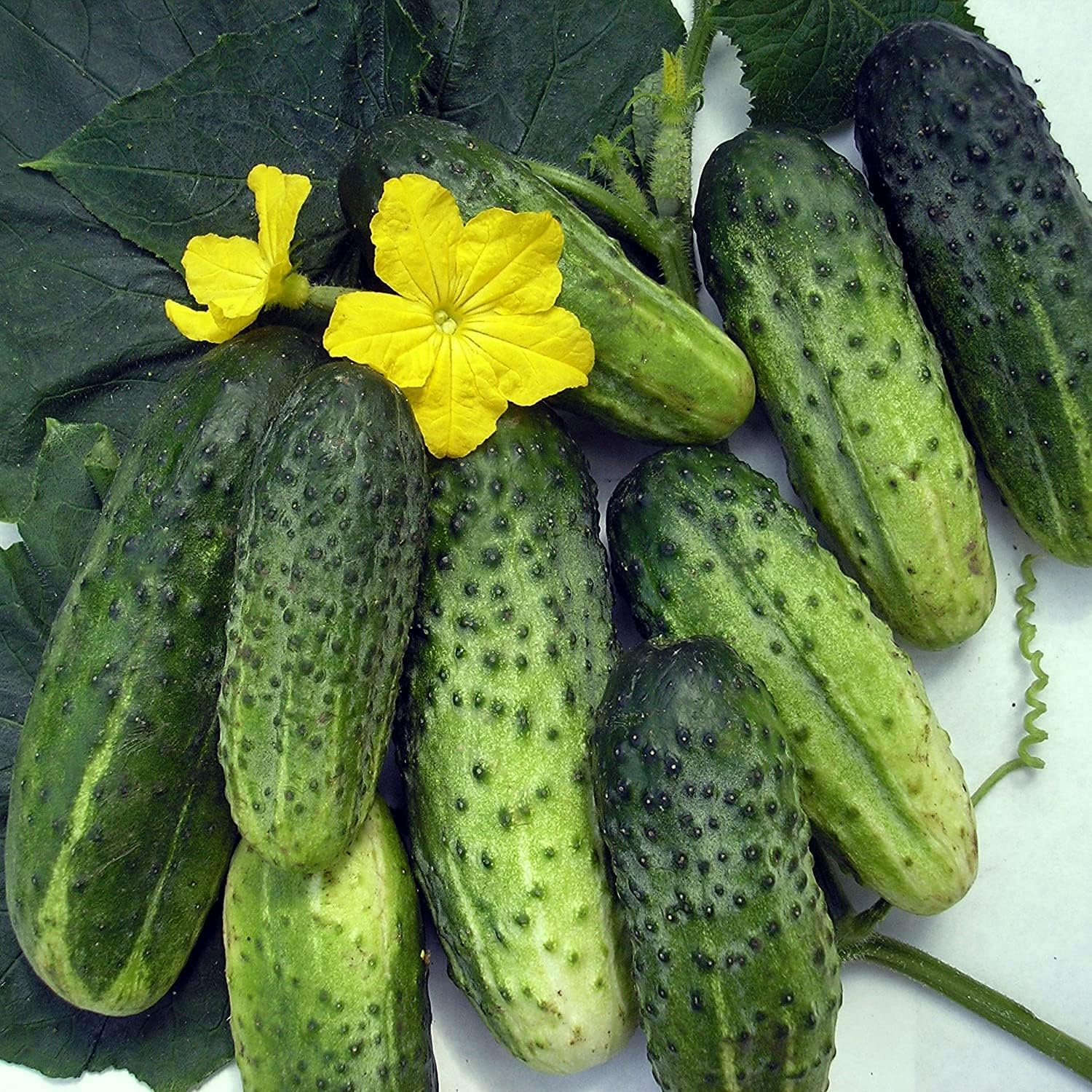 Titus Cucumber Seeds up to 50%