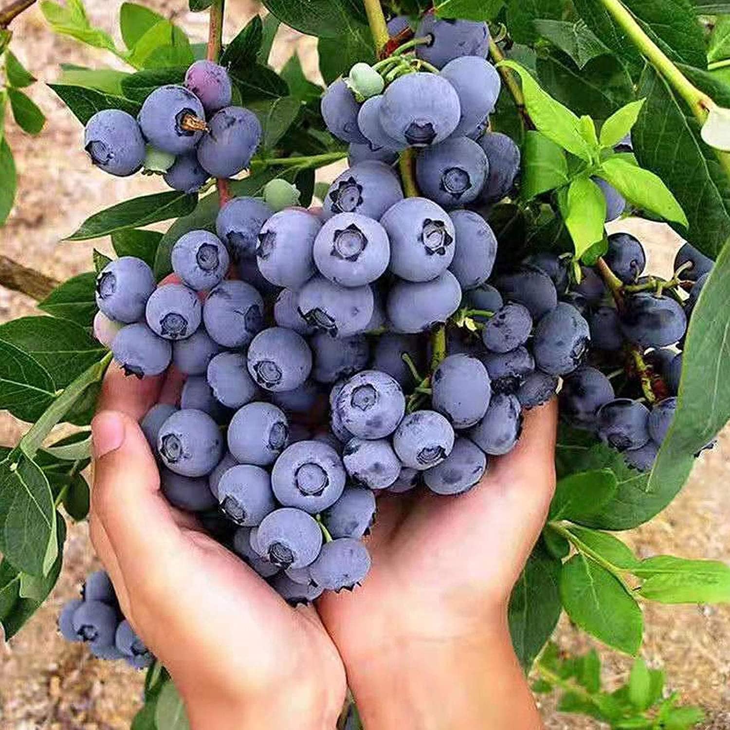 Blueberry Plant Seeds up to 50%