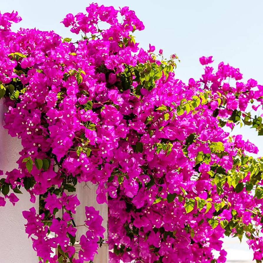 Climbing Bougainvillea Seeds up to 50%