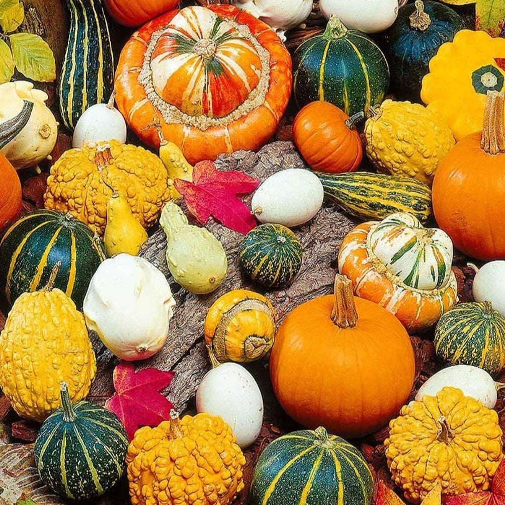 Ornamental Pumpkin Mix Seeds up to 50%