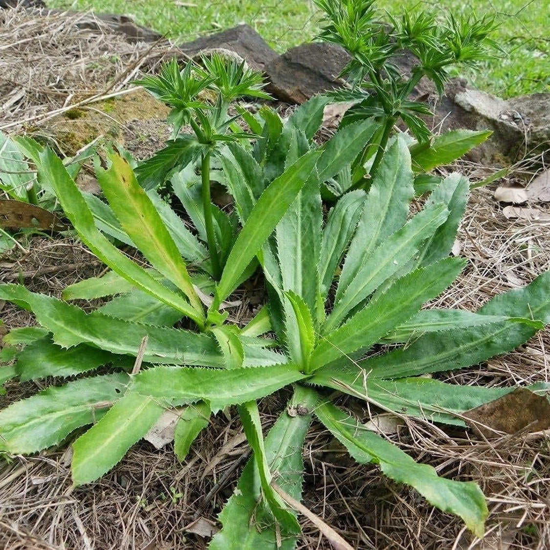 Culantro Herb Seeds up to 50%